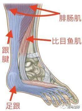 跟腱则是帮助小腿三头肌(比目鱼肌和腓肠肌)连接