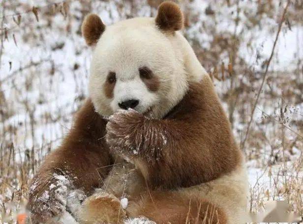 世界上最珍贵的熊猫,在我国秦岭发现,如今在动物园吃香喝辣!