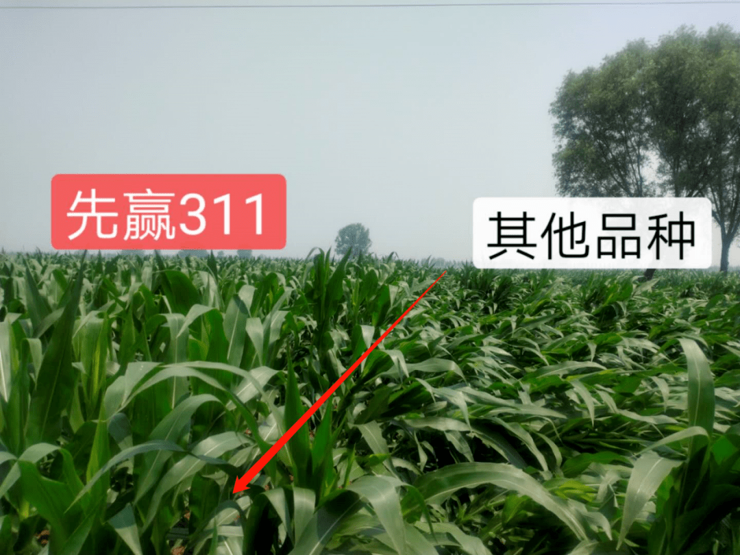 e92836d62cfa4a33b9a9b24f0fd40d06.png