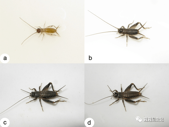 【虫研捷报】中国蟋蟀演化关系探究一—蟋蟀亚科_若虫