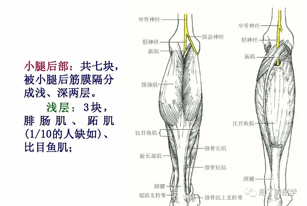 下肢腿部功能解剖