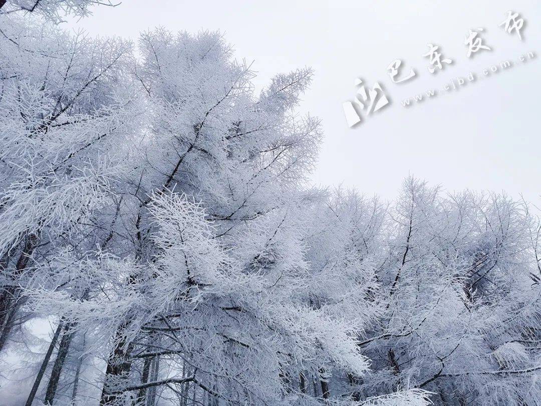 寒冷的天气 成就了美丽的雪景