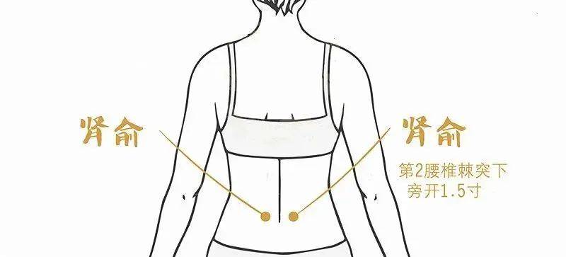 肾腧穴:在第二腰椎棘突旁开1.5寸处.