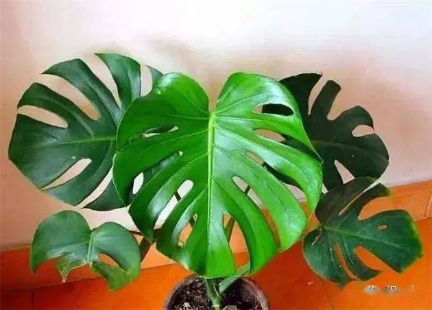 6种盆栽不怕冷,太皮实了!_植物