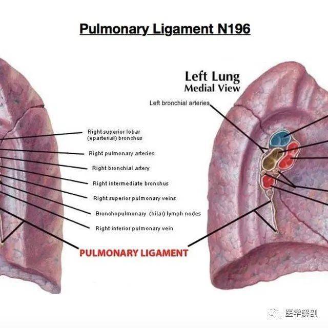 胸膜解剖详解