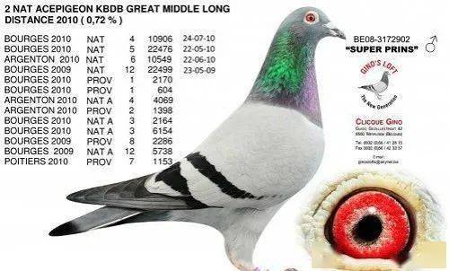 收获9项全国鸽王称号的吉诺·克里克明星鸽赏析