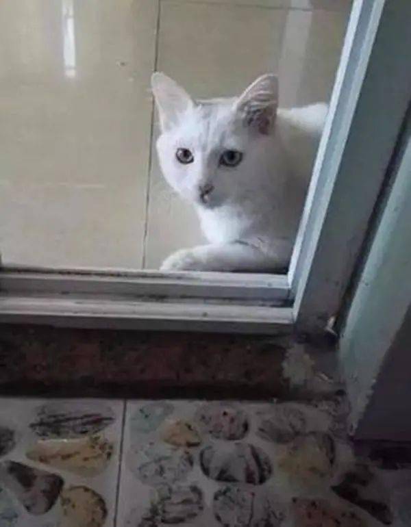 怎么看小猫有没有上厕所 77ce4ac7c6af4ae18d8251d831c129b0.jpeg