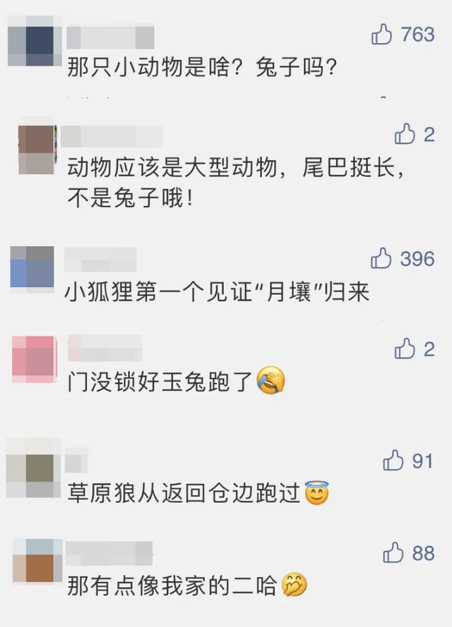 网友|真的是“玉兔”接“嫦娥”？搜索队员：它其实是一只兔子