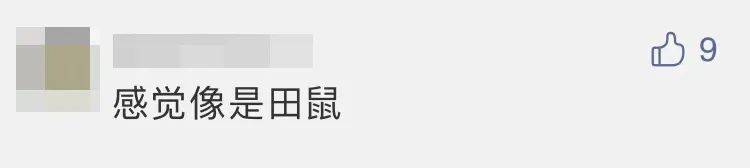 四子王旗|“嫦五”回家，没想到抢镜的是它
