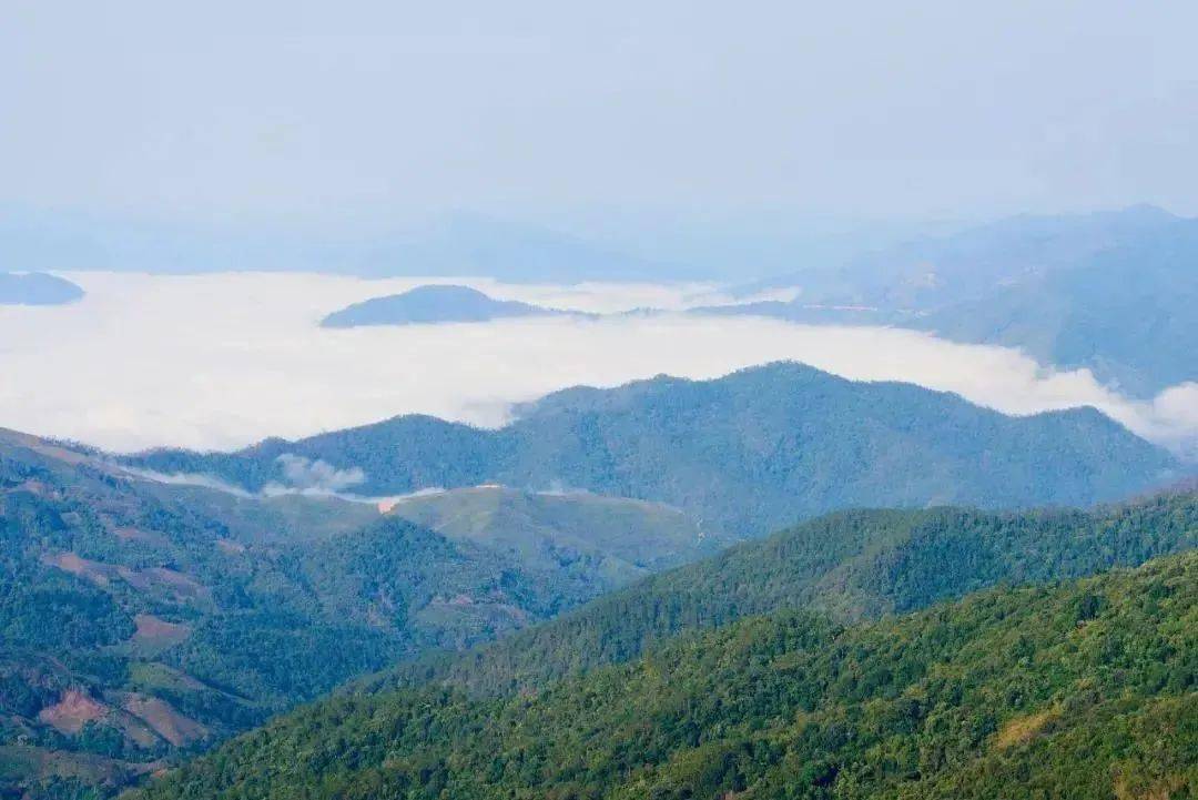 这款布朗山百年大树茶,凭什么能荣登2020年度普洱茶超级单品推荐榜?