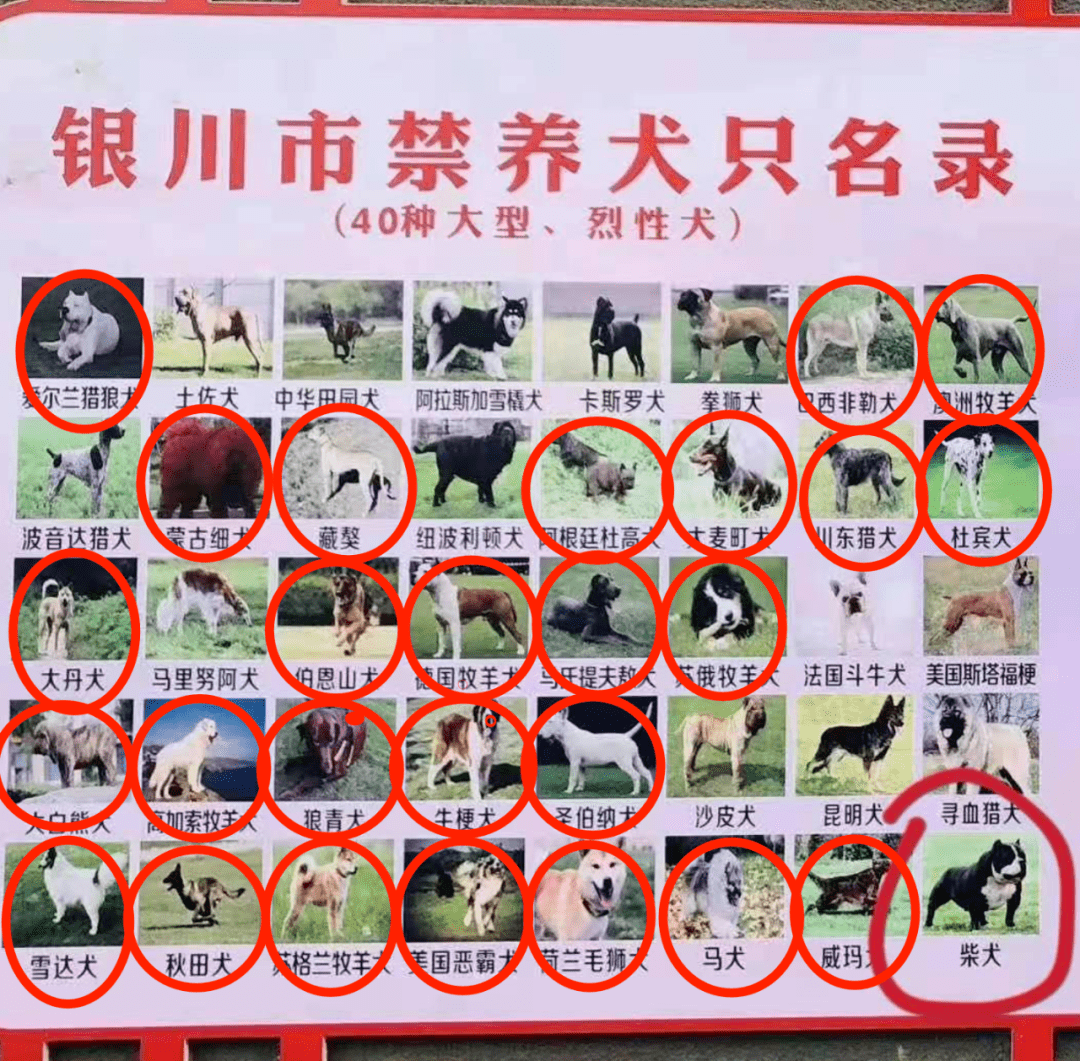 没用的养犬条例!_手机搜狐网