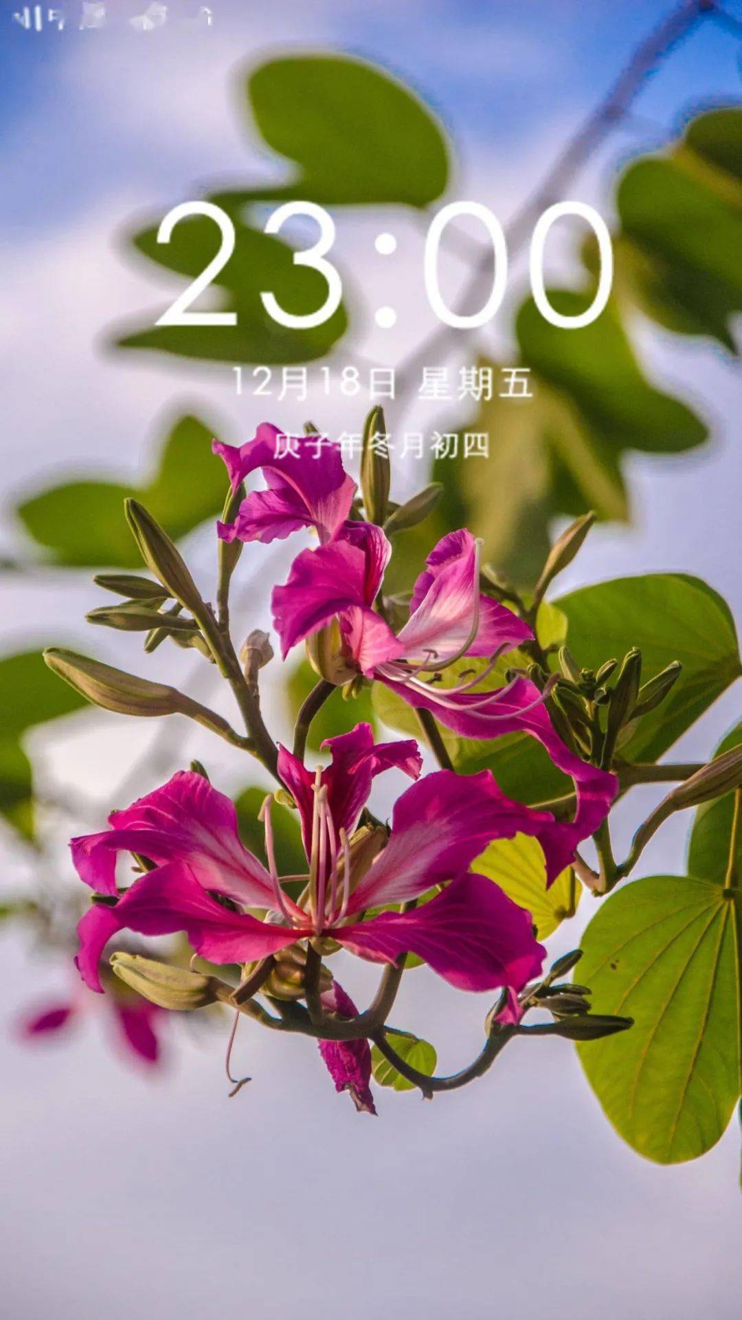 人在邑大丨当邑大的冬遇上紫荆花开,这套手机壁纸收揽