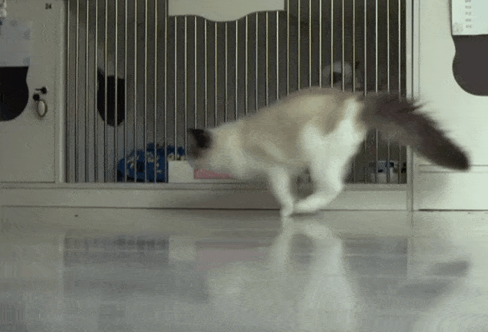 猫咪向上跳时,尾巴朝后拖着;向下跳时,尾巴朝上伸展;直线奔跑时,尾巴
