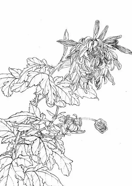 白描菊花,35幅精品