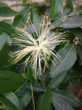 发财树一般什么时候开花 2e30071c150a4ad6b032d31aa76d8ea4.jpeg