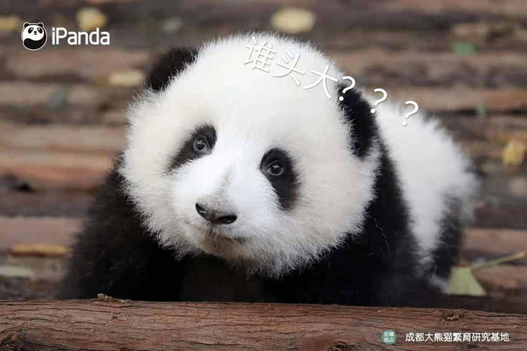 天府悦读 | 中国竟有两种大熊猫?