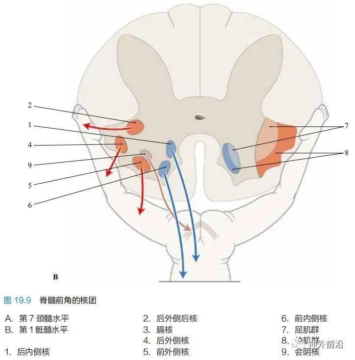 神经解剖脊髓各部分功能