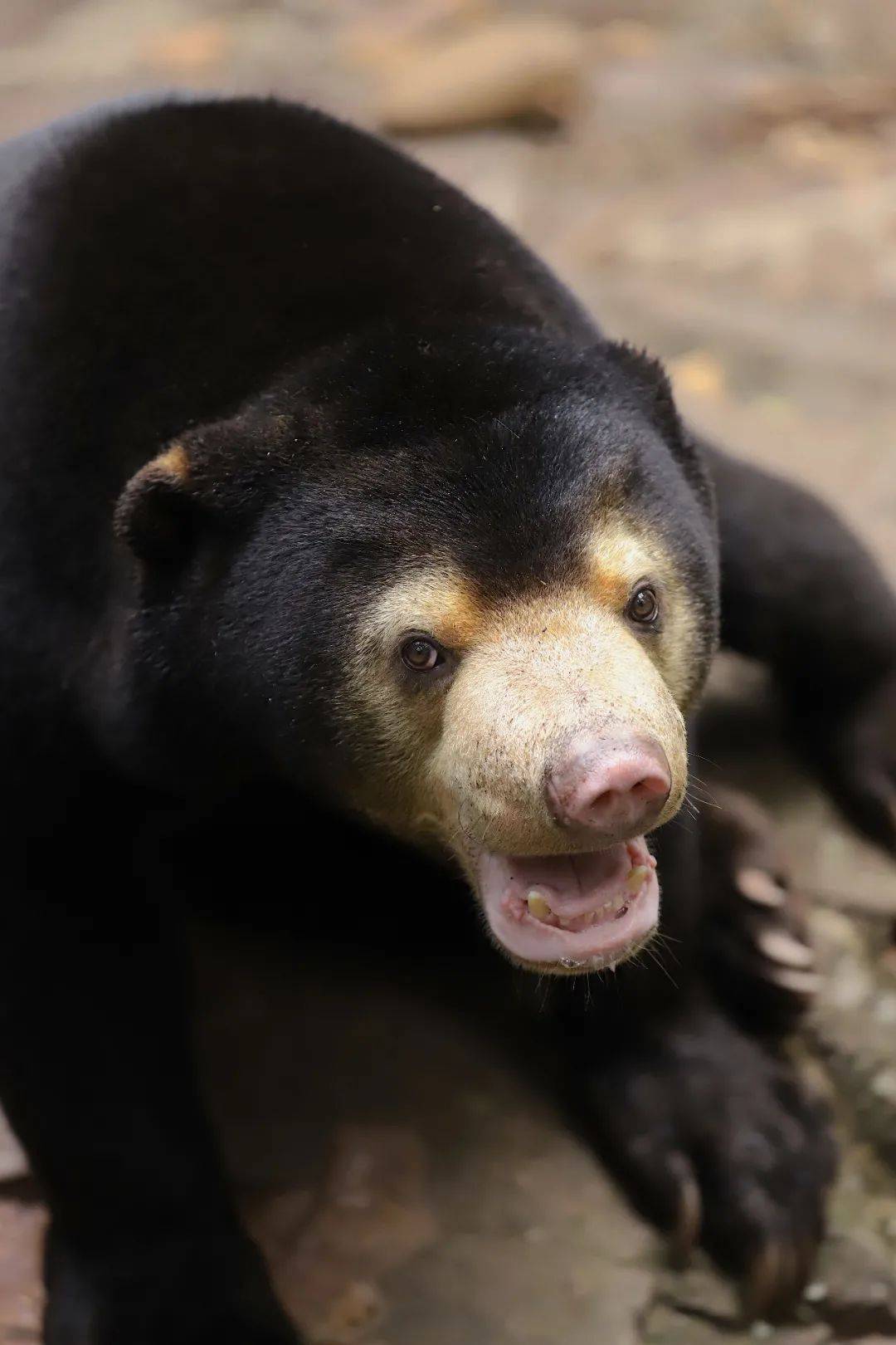 【神奇动物在中国第二季·第4讲】世界上最小的熊_黑熊