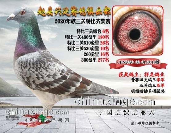 信鸽协会官网入口 2a39dfa1e23c43f3943fd054f4f797ed.jpeg