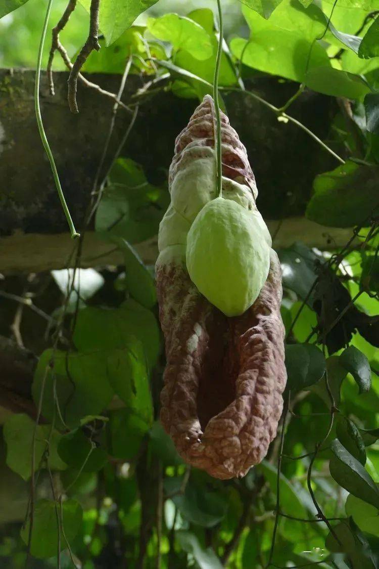 271 美丽马兜铃aristolochia littoralis  马兜铃科 马兜铃属