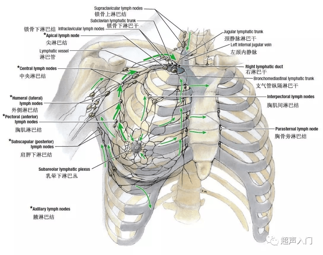 了解乳房解剖圖，哺乳好輕鬆 - 亞尼活力網