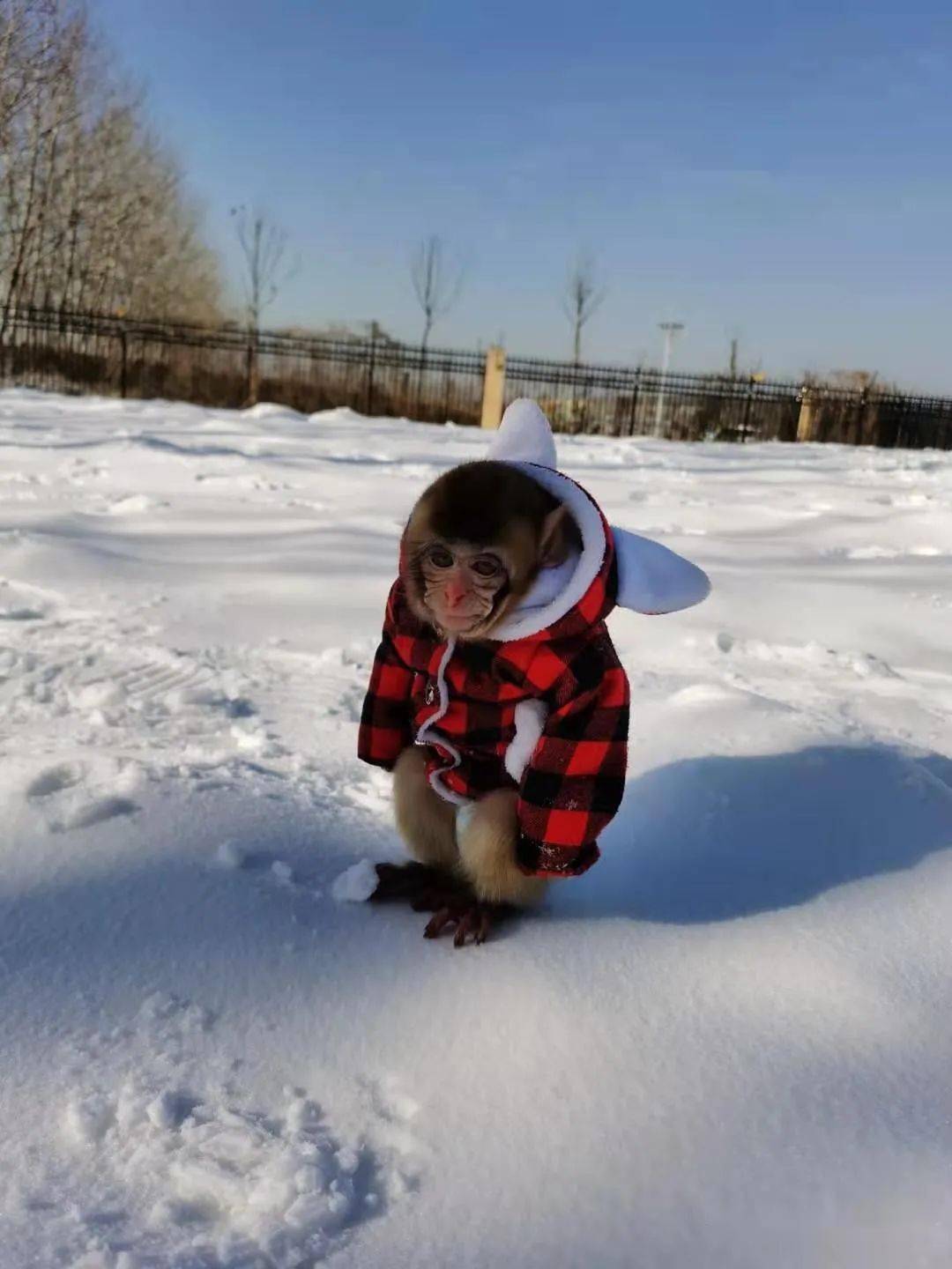 武邑动物园滑雪场期待您的到来!