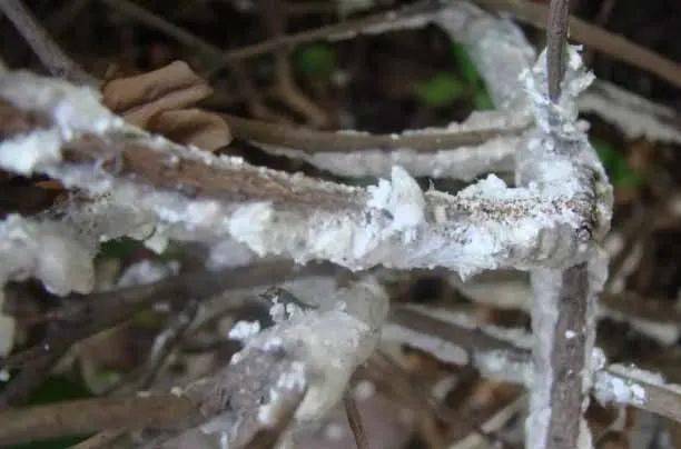 马蜂窝治什么病呢怎么用法 40e59a93a1174067900f2ada84dd2a42.jpeg