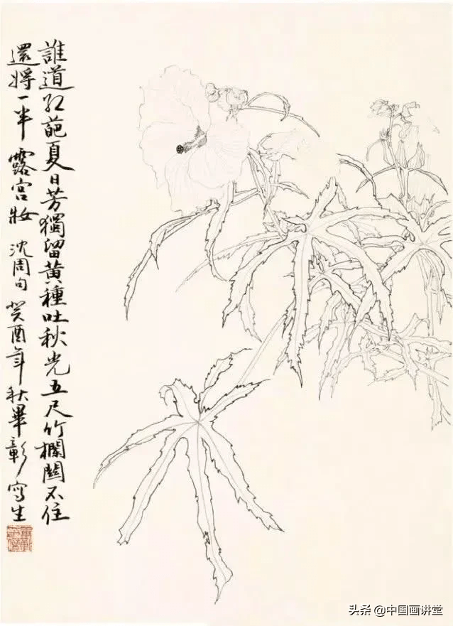 秋葵,白描稿