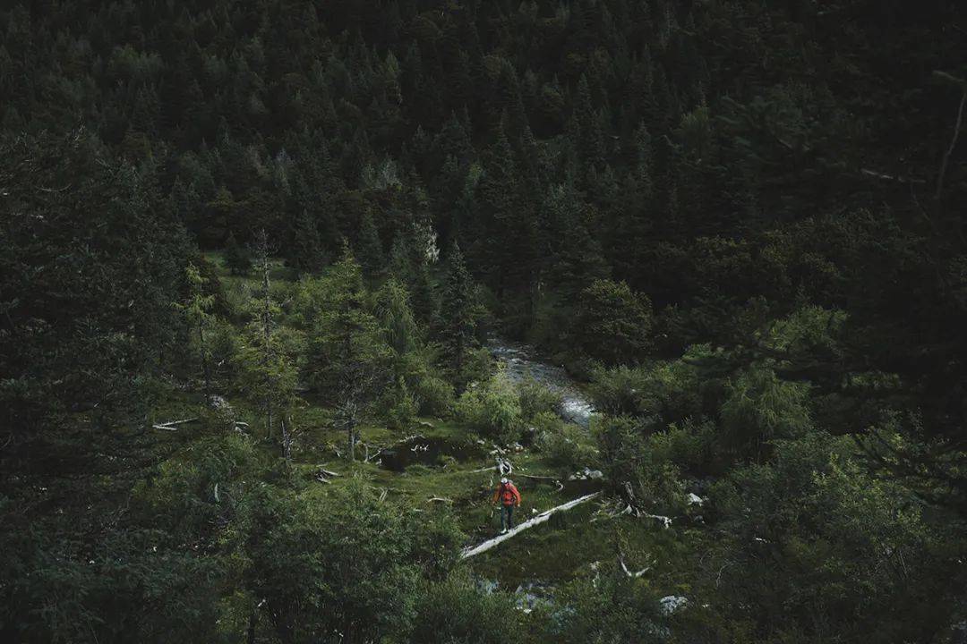 没有树怎么搭庇护所_大树怎么画(3)