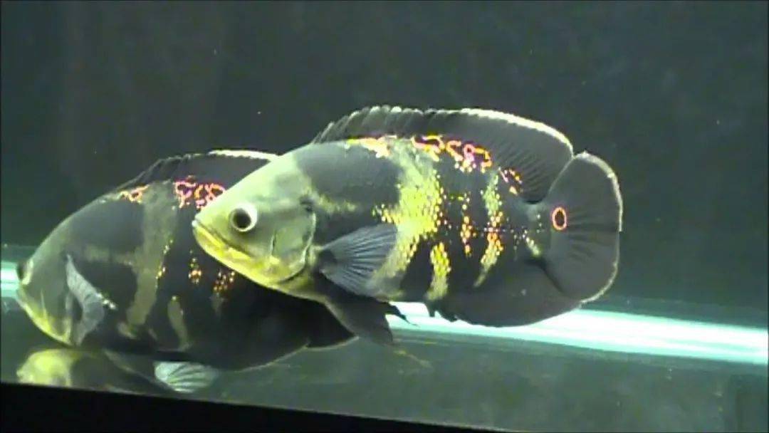 中南美洲慈鲷图鉴合集centralsouthamericancichlid