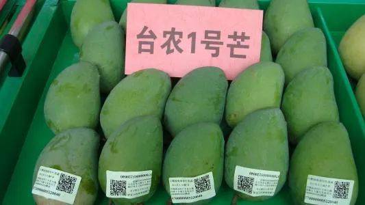 品种热带果王台农一号种植栽培技术要点