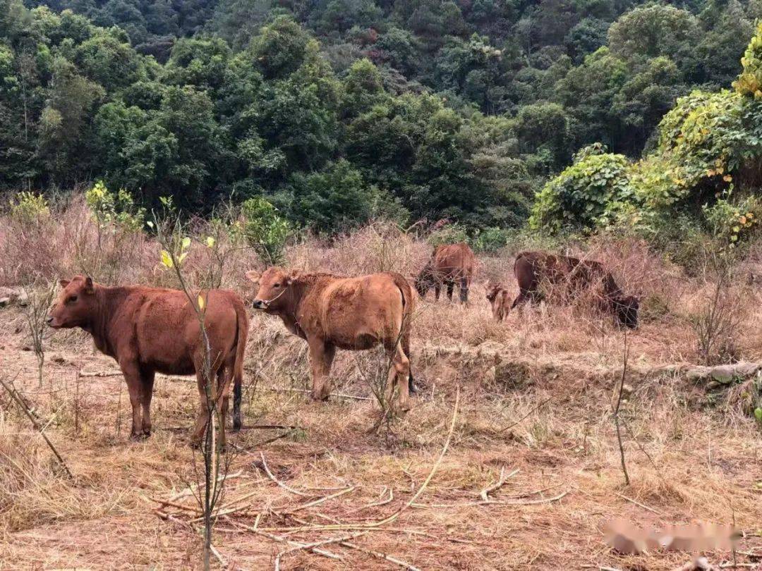 灵峰镇:贺州犇牛鑫丰养殖基地获得有机转换认证