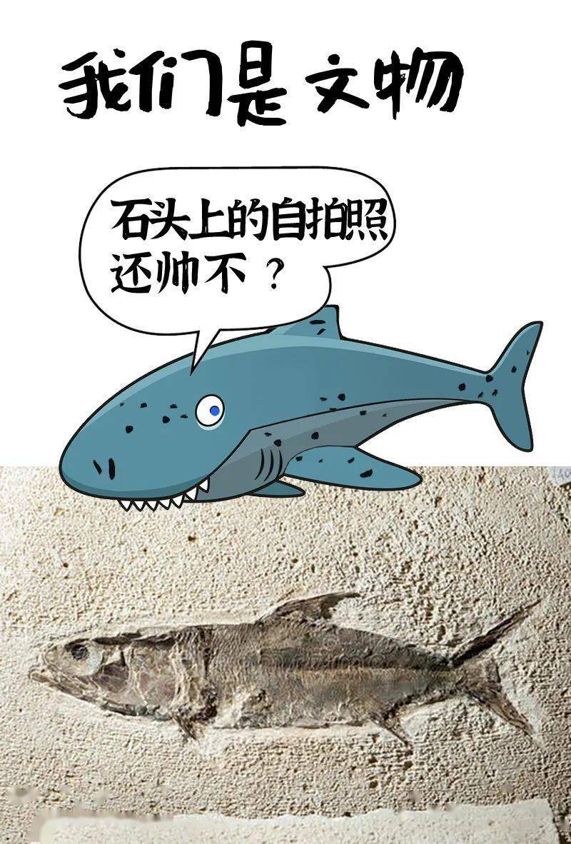 格陵兰鲨