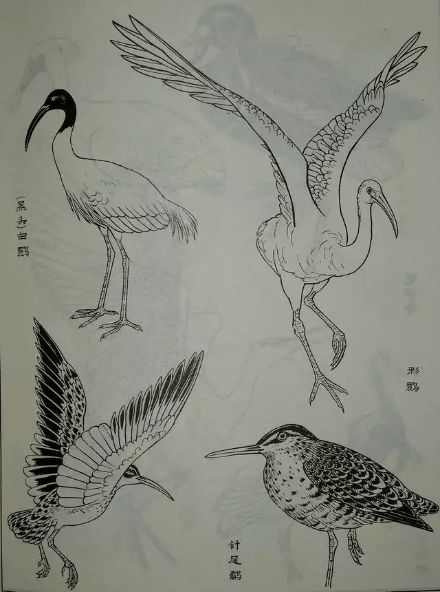 鸟类白描大全