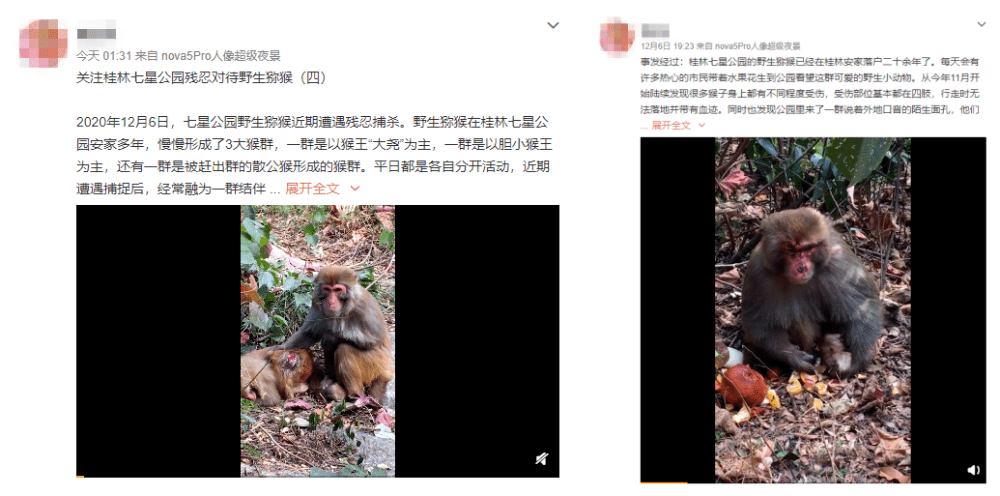 最新后续！桂林七星公园捕捉猕猴引热议，检察院已介入