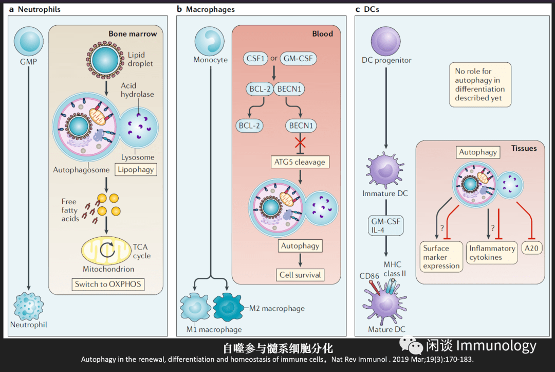 自噬决定免疫细胞分化及功能执行免疫学专题