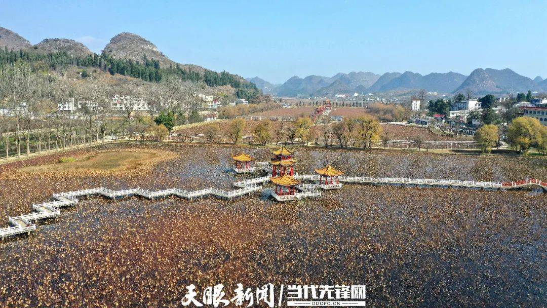 12月21日拍摄的贵州省黔西南布依族苗族自治州安龙县招堤荷塘风光.