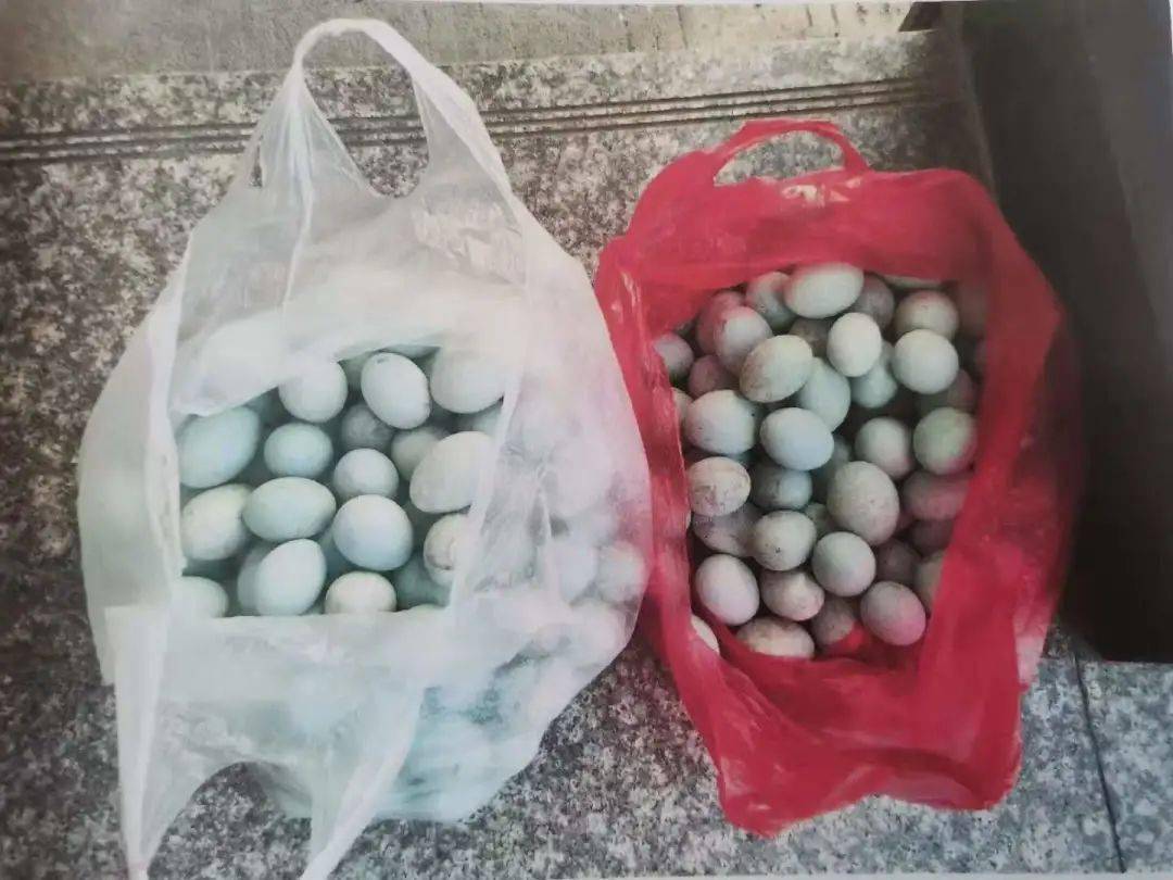 三人掏了173枚白鹭蛋被判非法狩猎罪!
