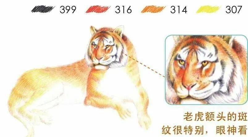 彩铅动物教程:画一只大老虎_猫咪