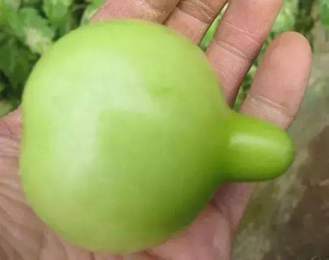 最全蔬菜"果畸形"解析,赶紧收藏!