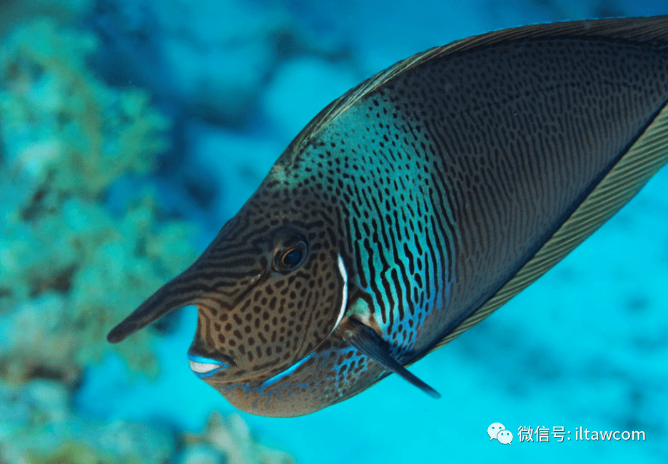 海洋科普1300物种图册短吻鼻鱼