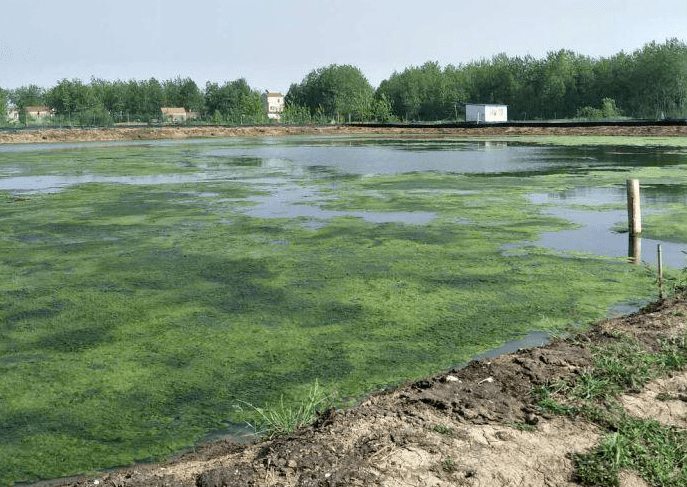 水产养殖常见的蓝藻问题如何处理