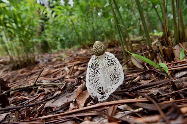 生物多样性看西双版纳‖植物篇②:傣乡菌美