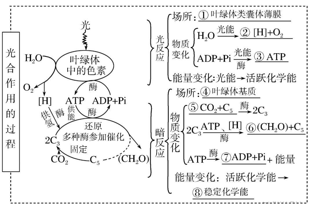 高考生物一轮复习分子与细胞思维导图专题汇总汇总