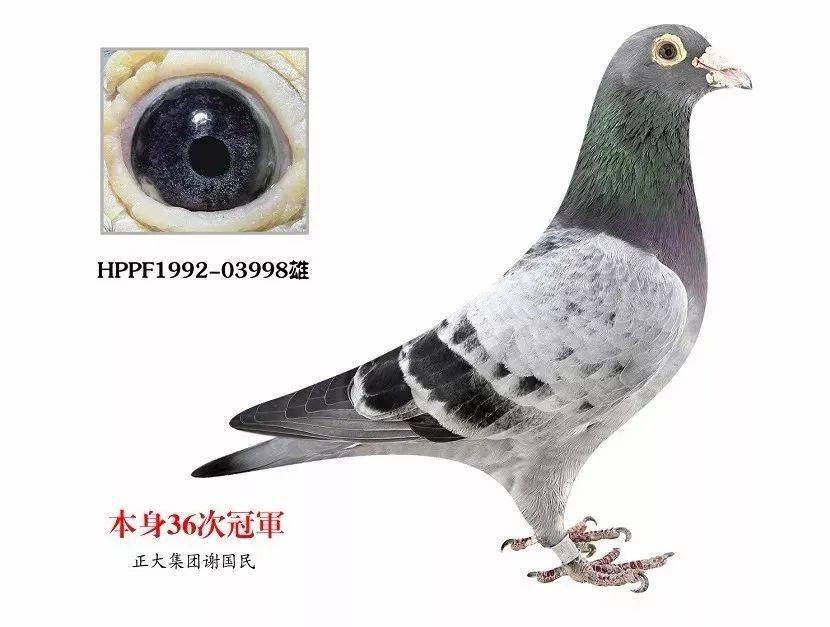 最高级的种鸽:信鸽紫罗蓝眼_眼睛