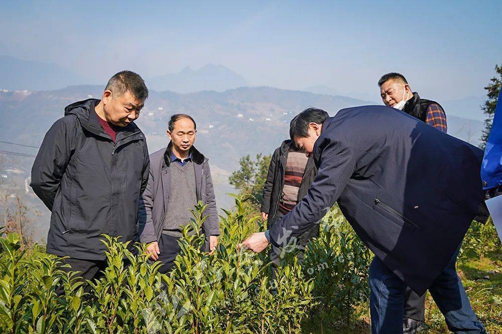 充电进行时巴东精心做好茶叶冬季管护