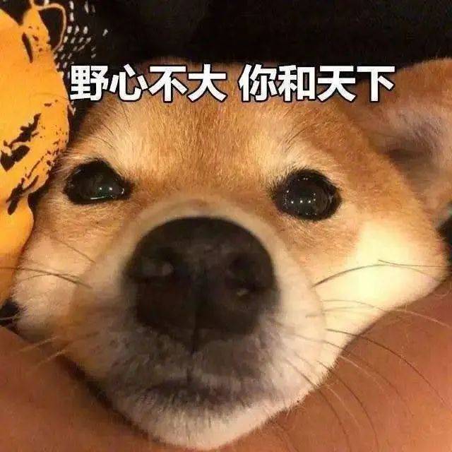 作为一只狗,它每天都在想什么?