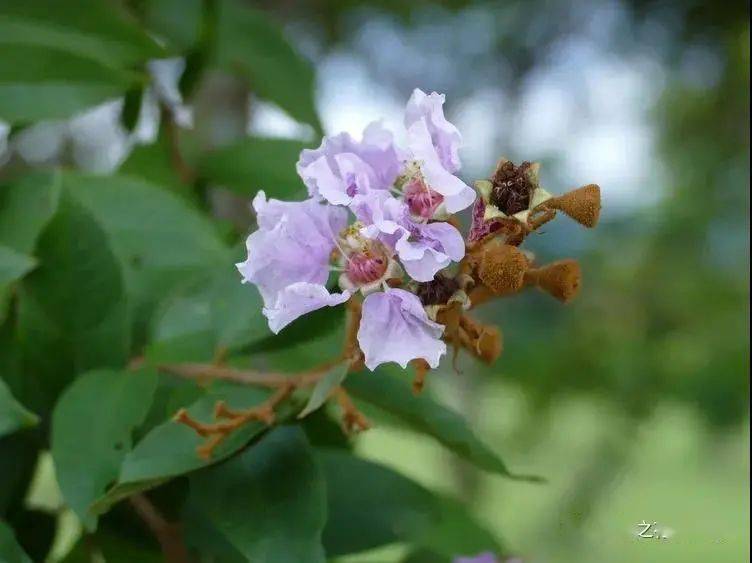 千屈菜科 紫薇属319 锈毛紫薇 lagerstroemia noei千屈菜科 萼距花属