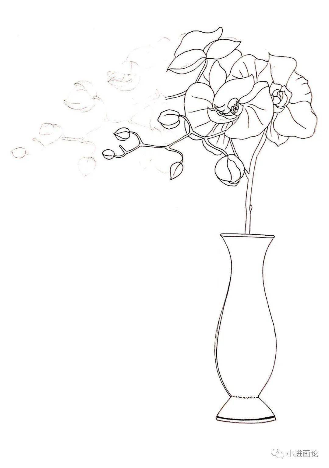 线描打卡教程第三期第11次蝴蝶兰