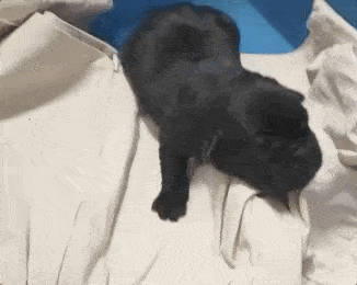 6b3ca456469c4bfa926610004d690d9a.gif